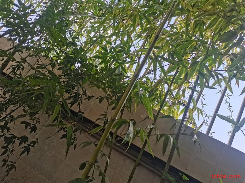 豪华装修有露台的三楼好房子